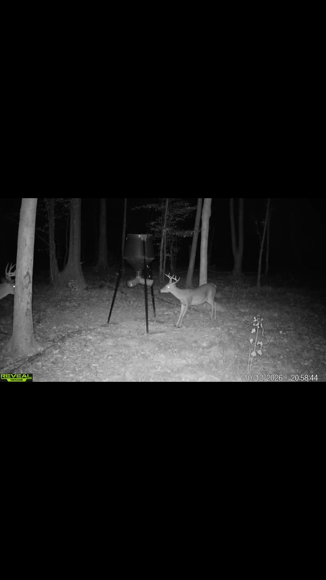 @Toi Batton_GIGI_WTBuckOutdoors