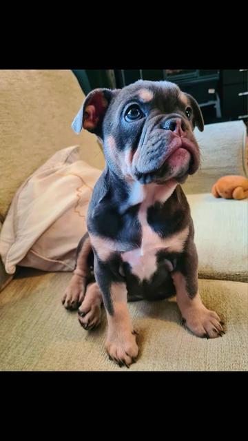 @dontbullymybreed