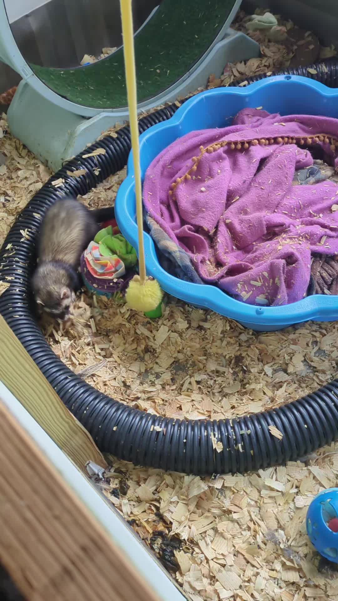 @Ocean City Ferrets