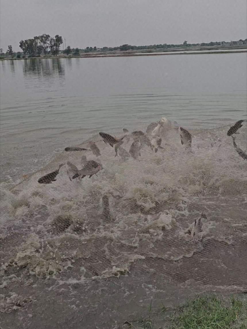@fish catching video
