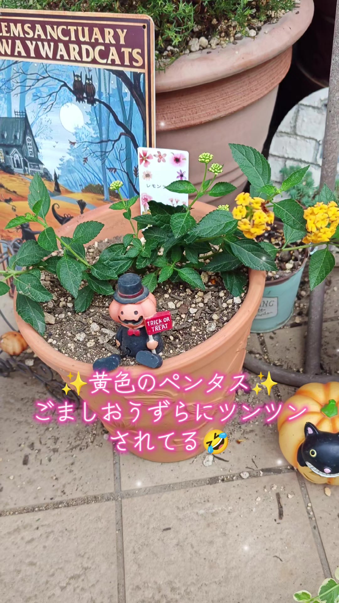 @ANIMAL♡M