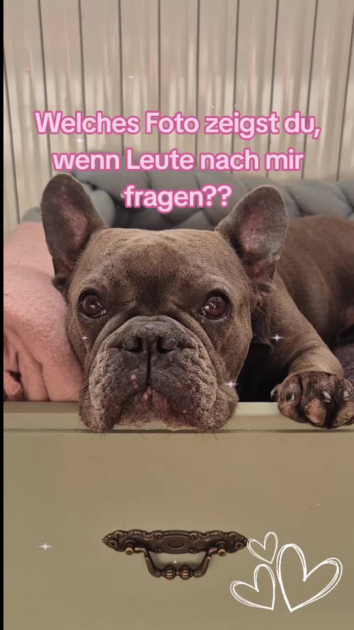 @FrenchieFrieda