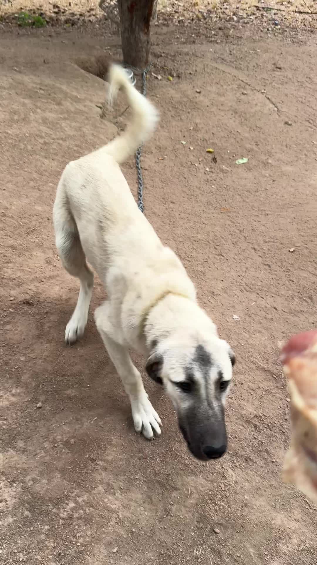 @Purekangal