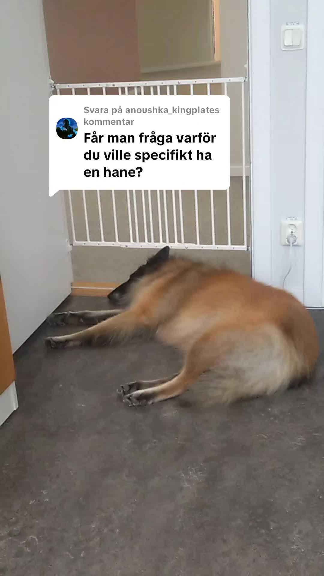 @Fenix-Tervueren AssistanceDog