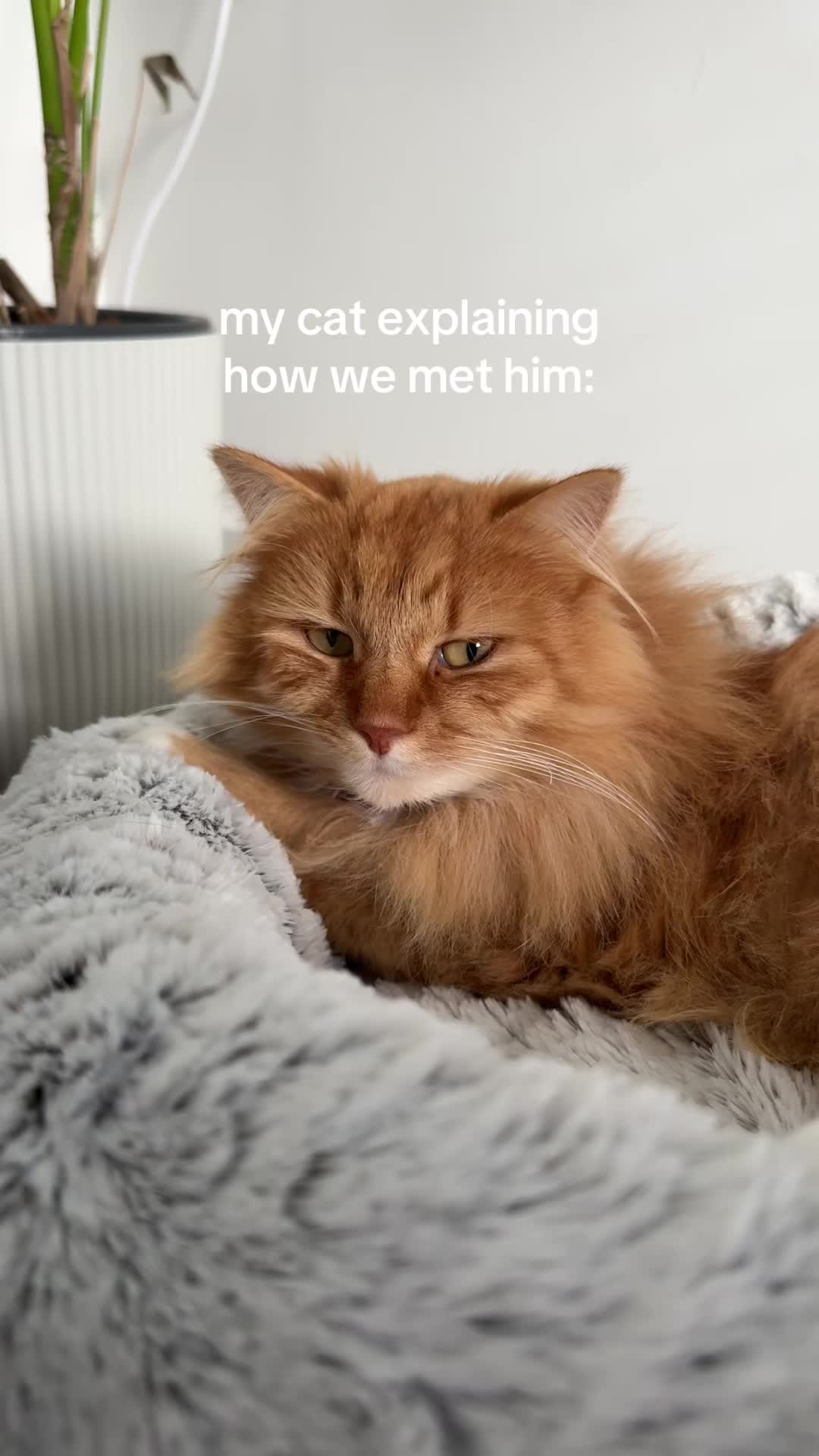 @Simba & Max 🐾