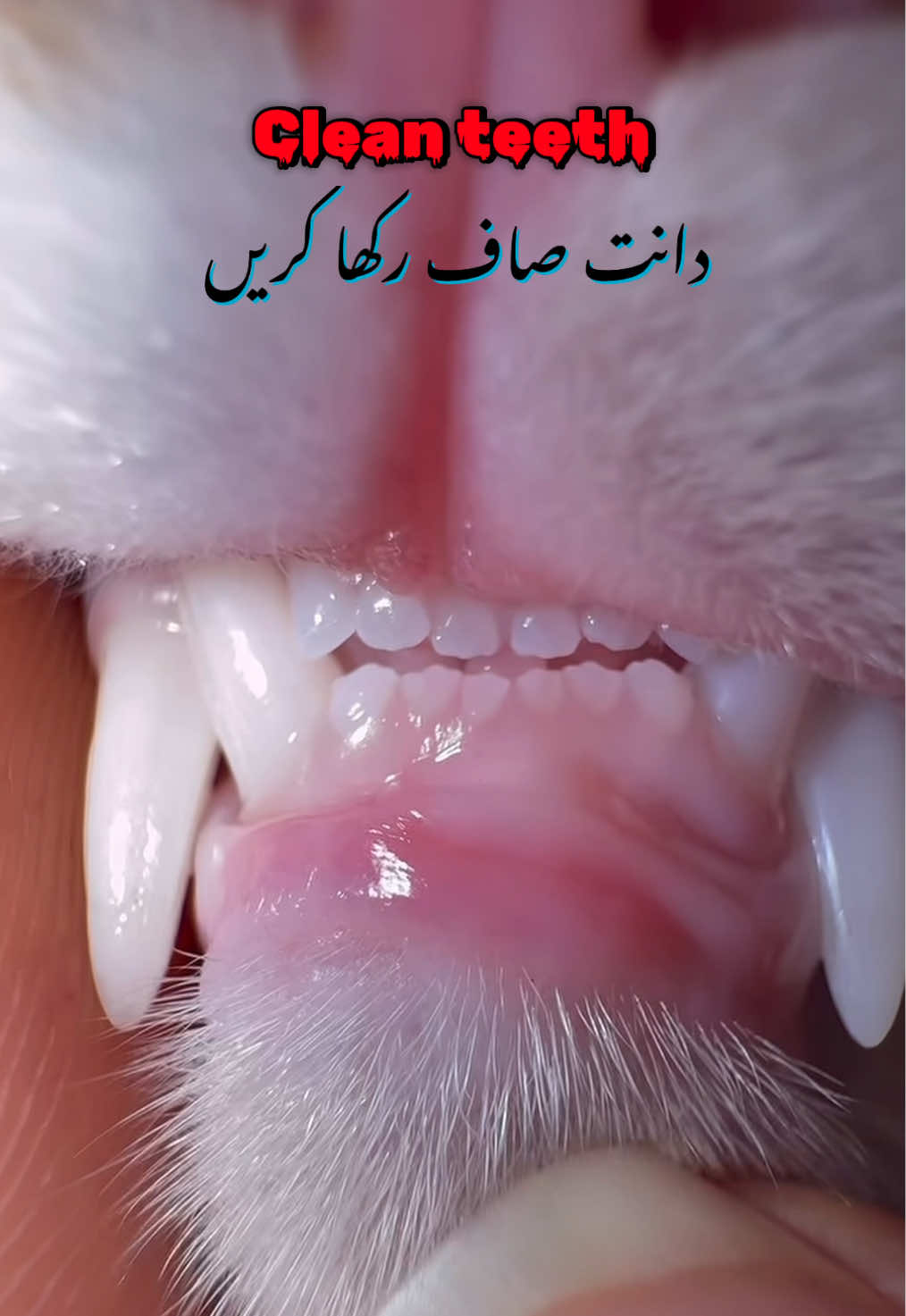 @Pest Mysteries
