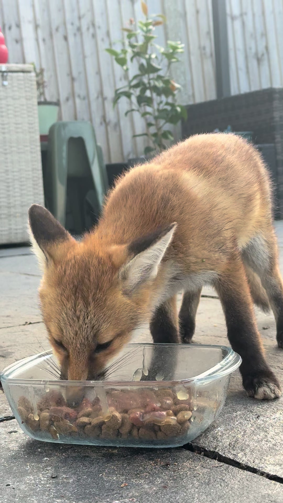 @gp_wildlife
