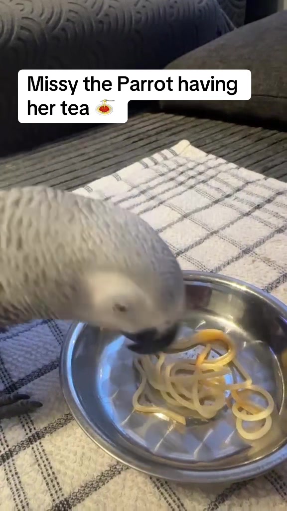 @Norman and Missy the Parrot