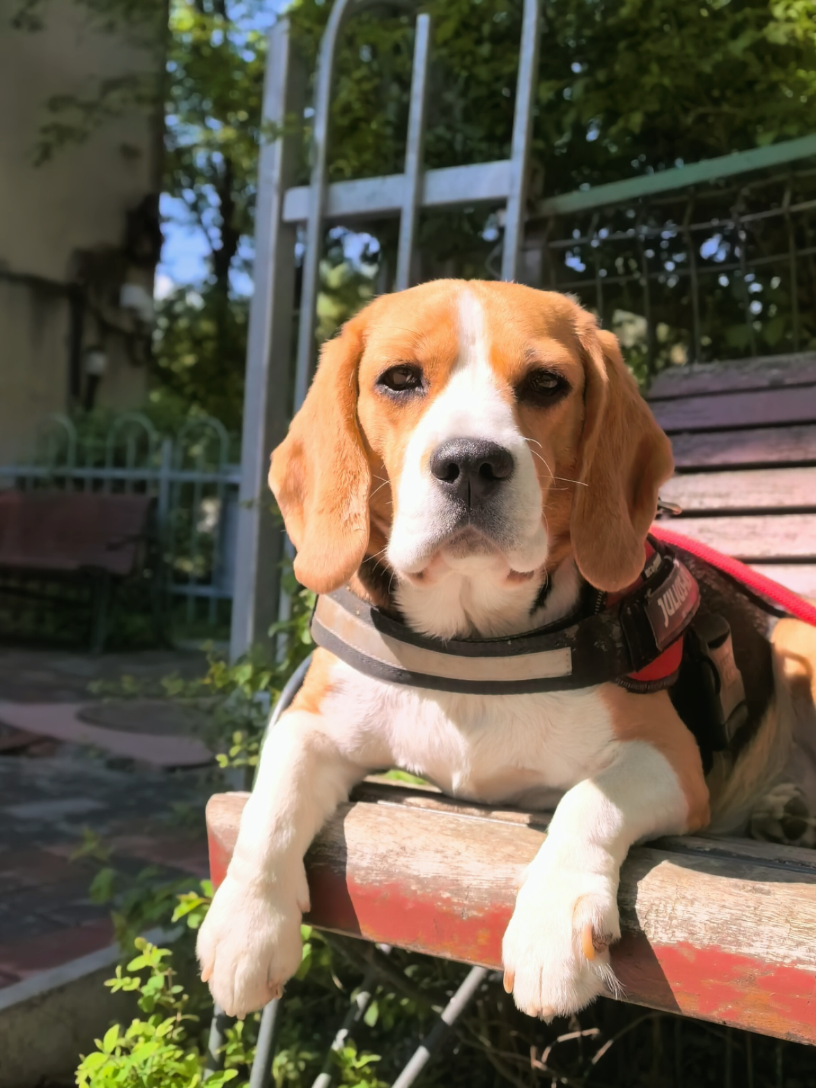 @Bogdănel 😎 & 🐶 Masha