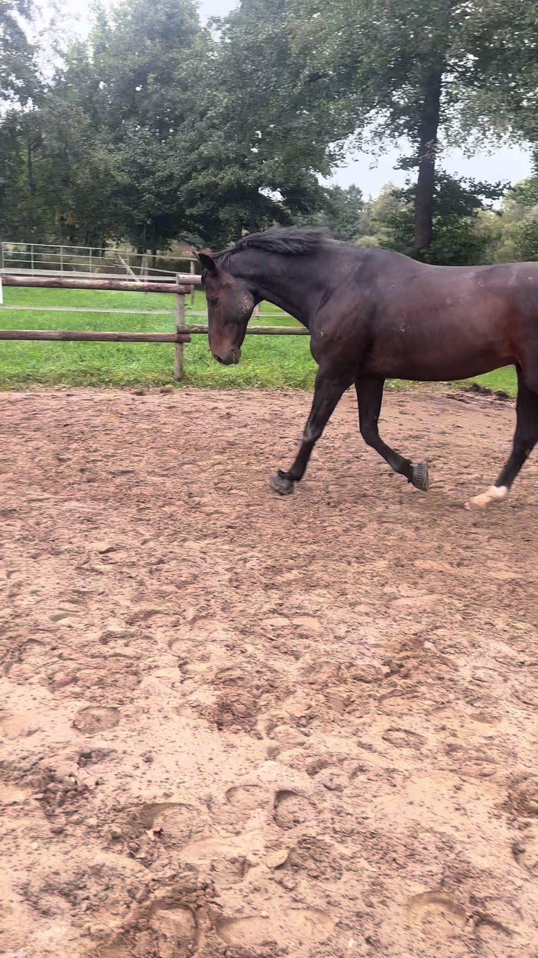 @Equestelli