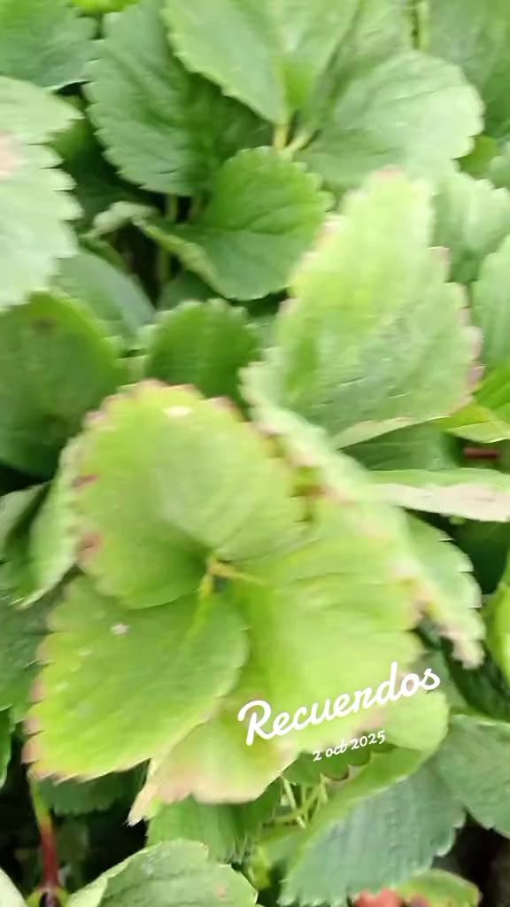 @Isabel Cervantes