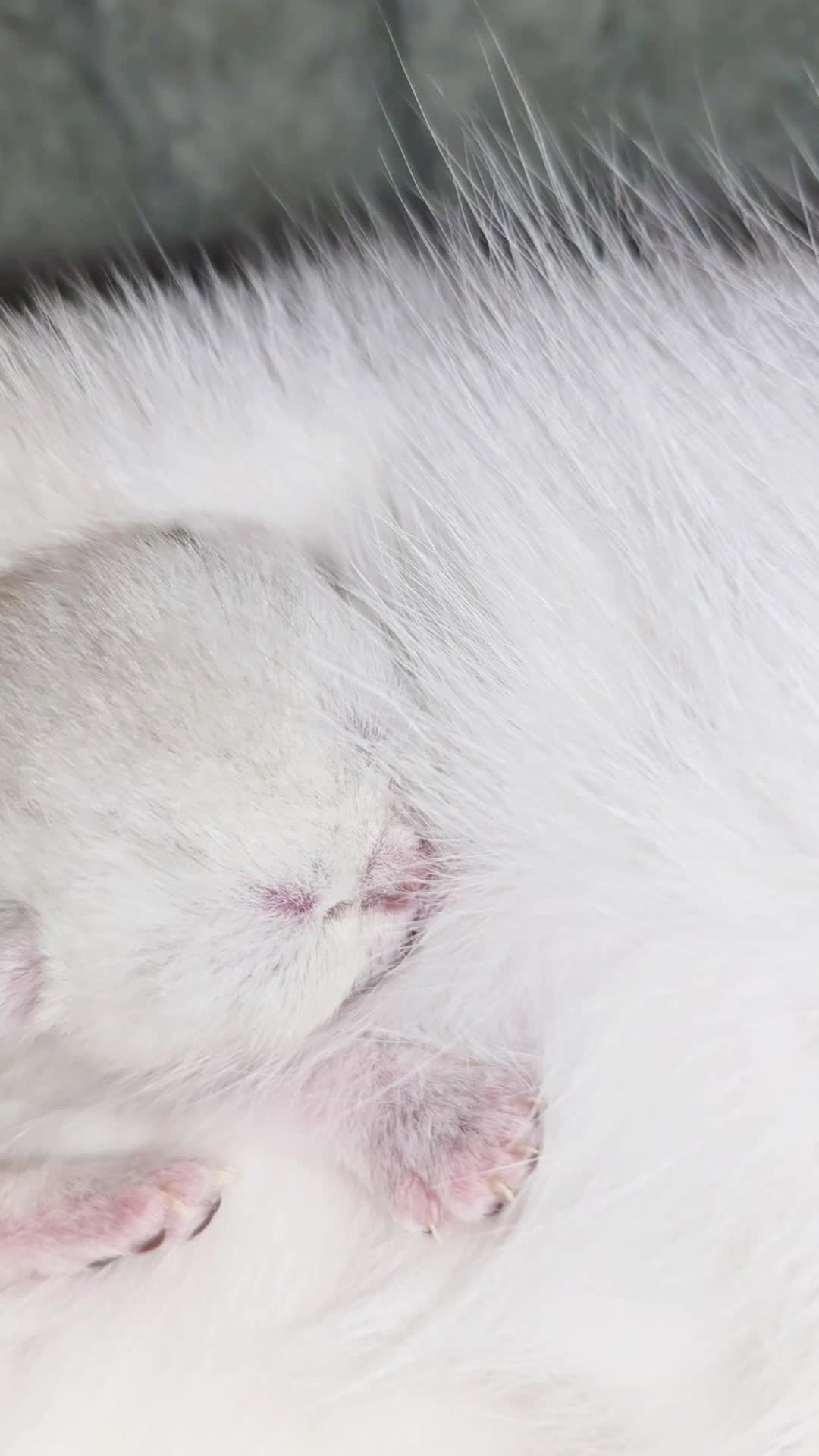 @Cat Chloe & kittens