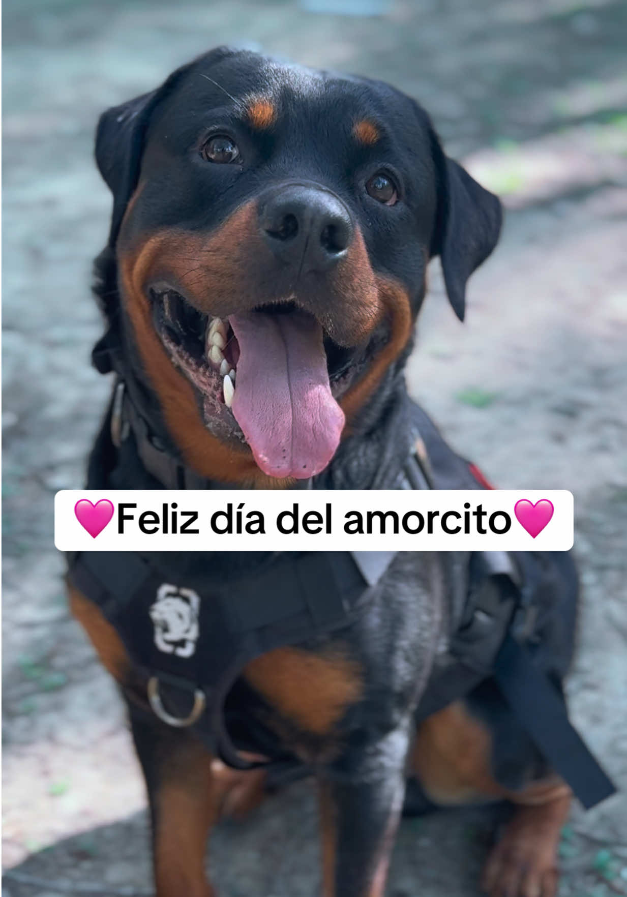 @José Ramos & Anubis Rottweiler