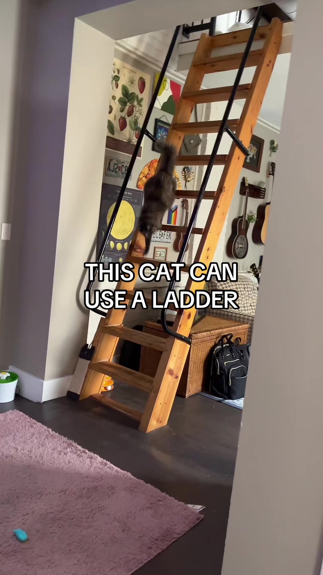 @snorpal