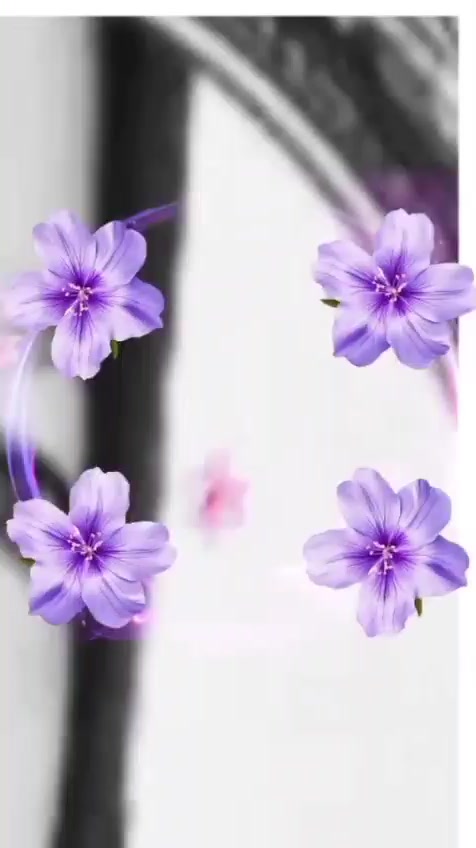 @♥️♥️ SAKURA ♥️♥️