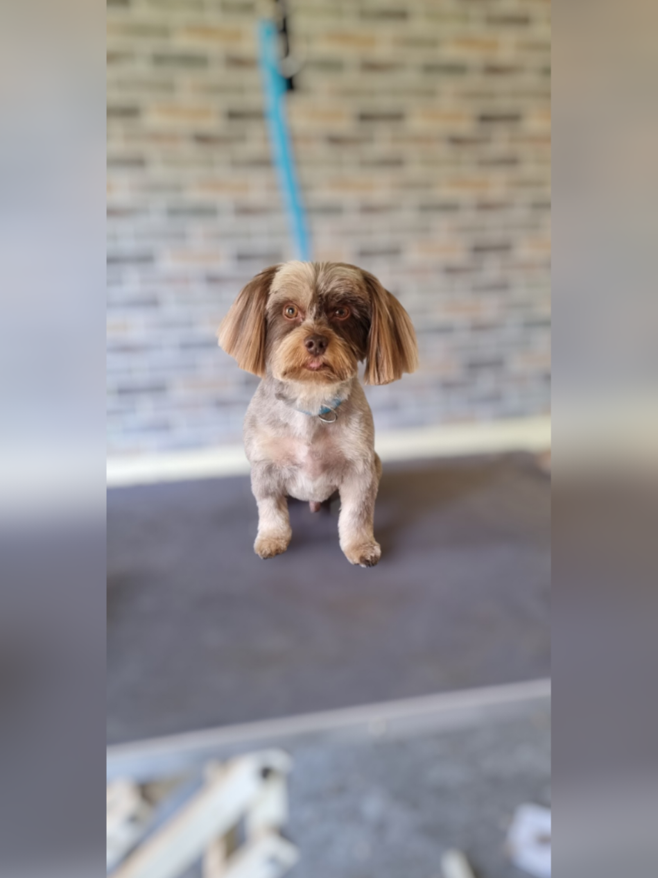 @PawsomeDogGroomingSouthOxhey
