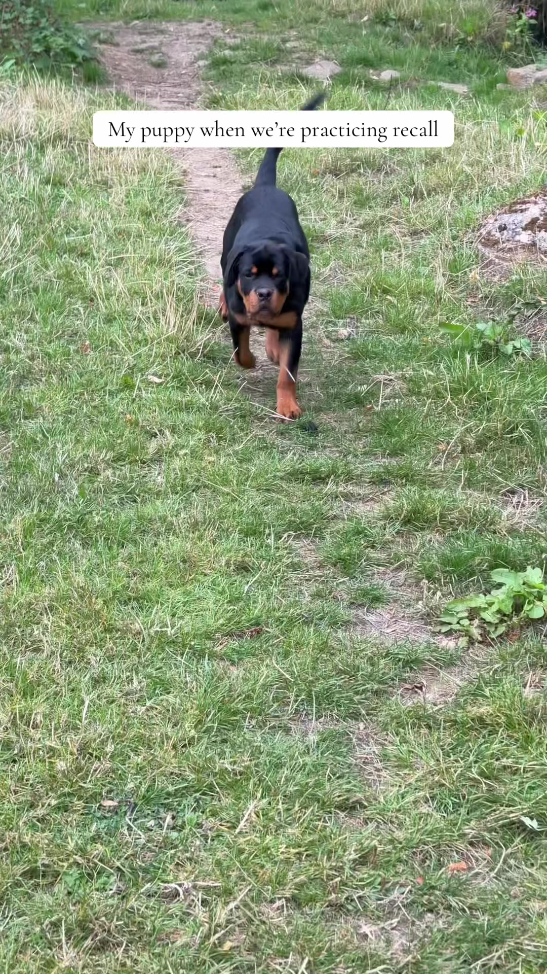 @Ronnie 🐾🤎