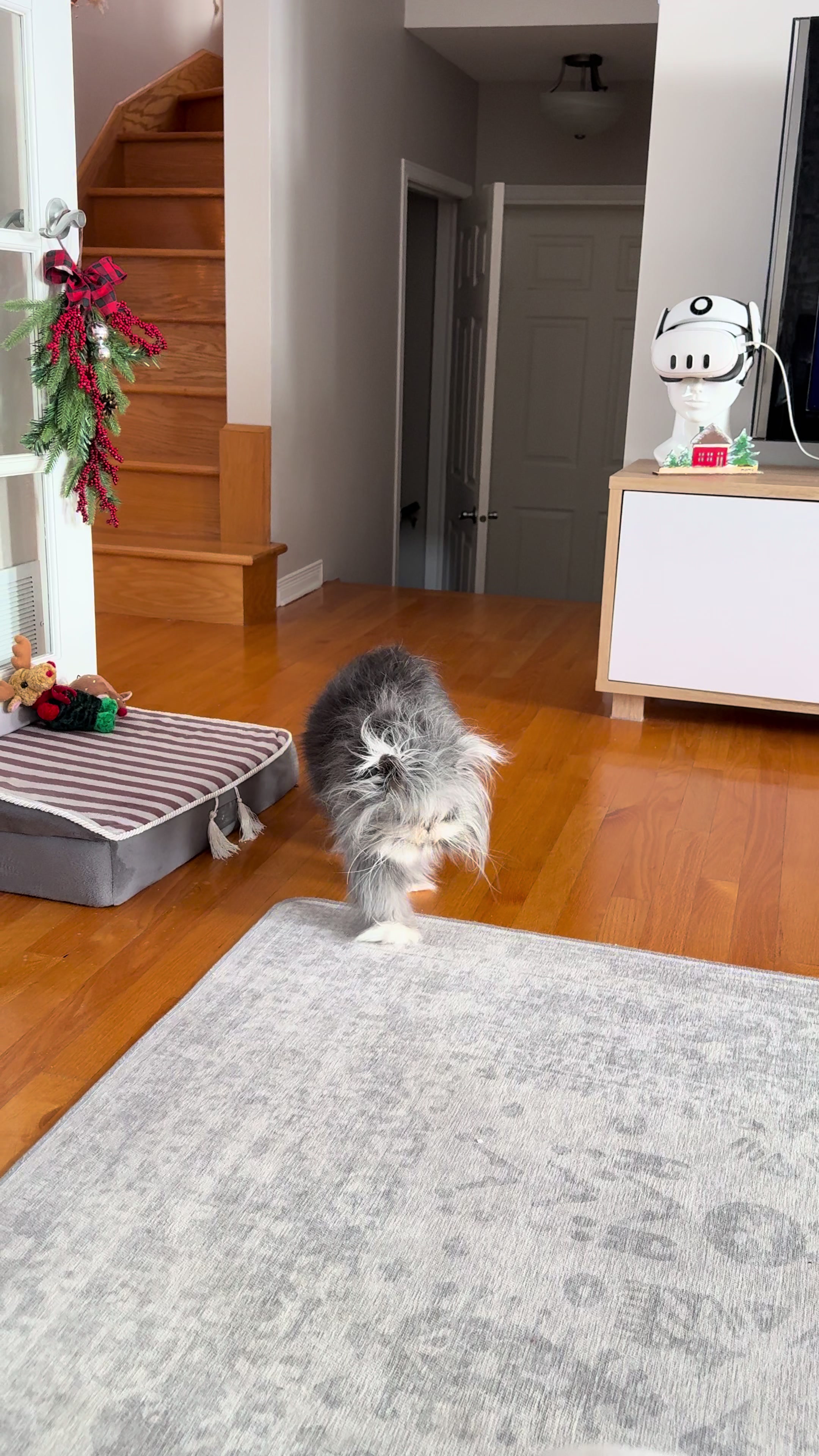 @atchoumthecat