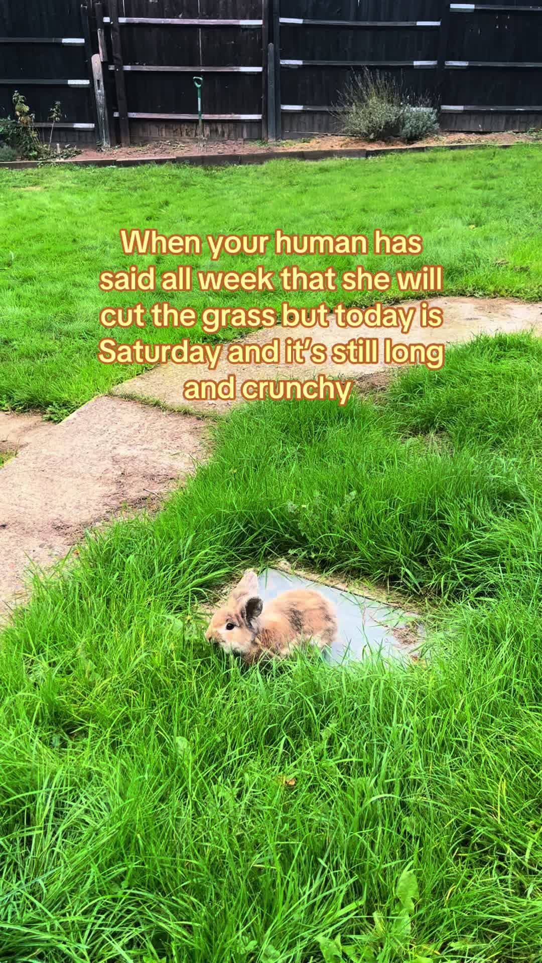 @Kerry and the chickens