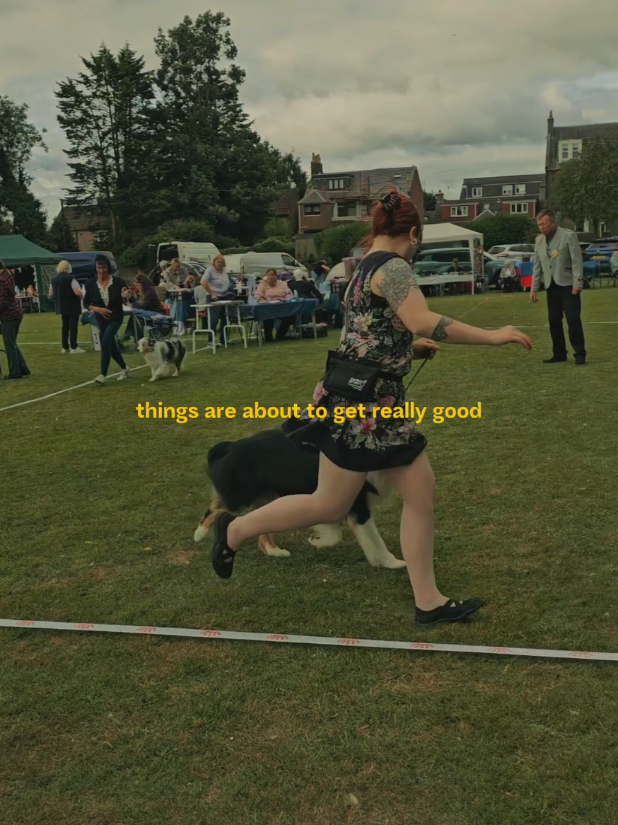 @Applecreek Aussies