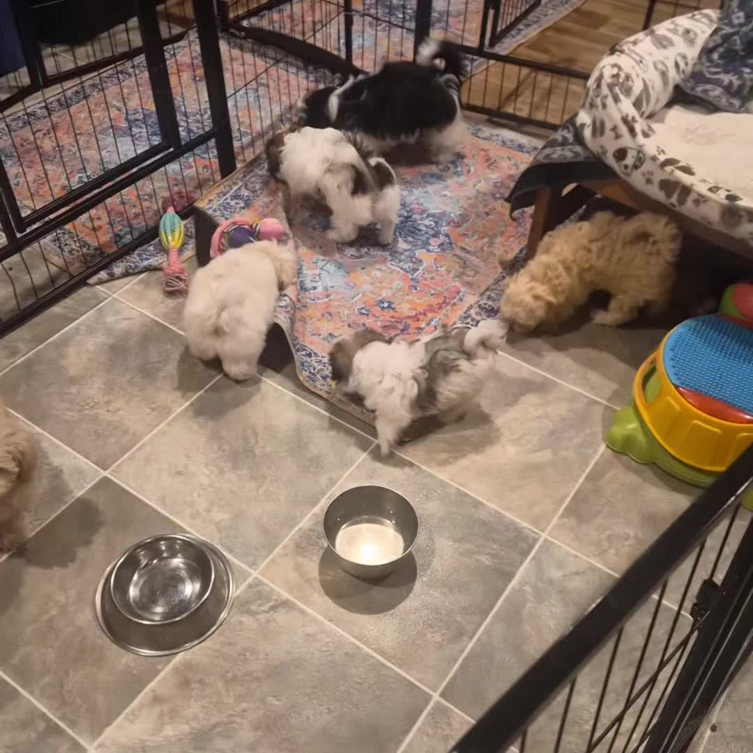 @Barb's Precious Pups