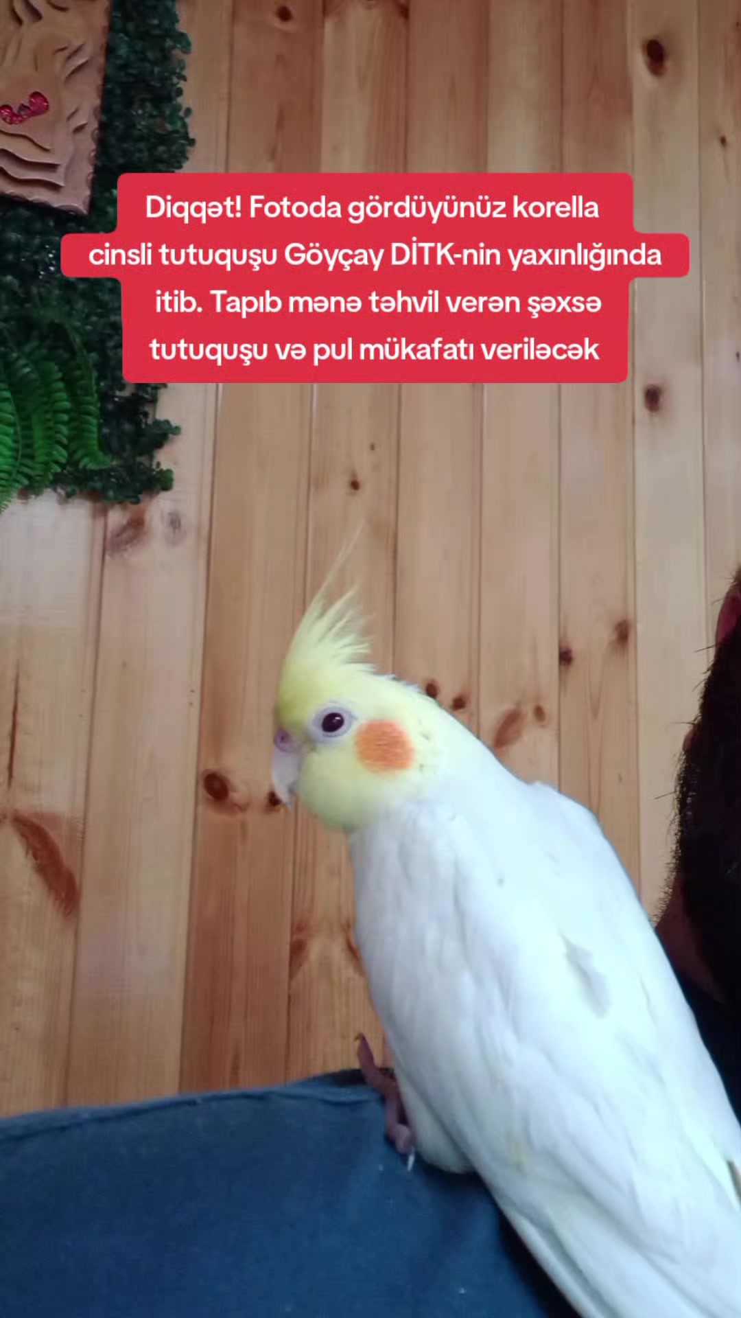 @Göyçay Operativ Xəbər