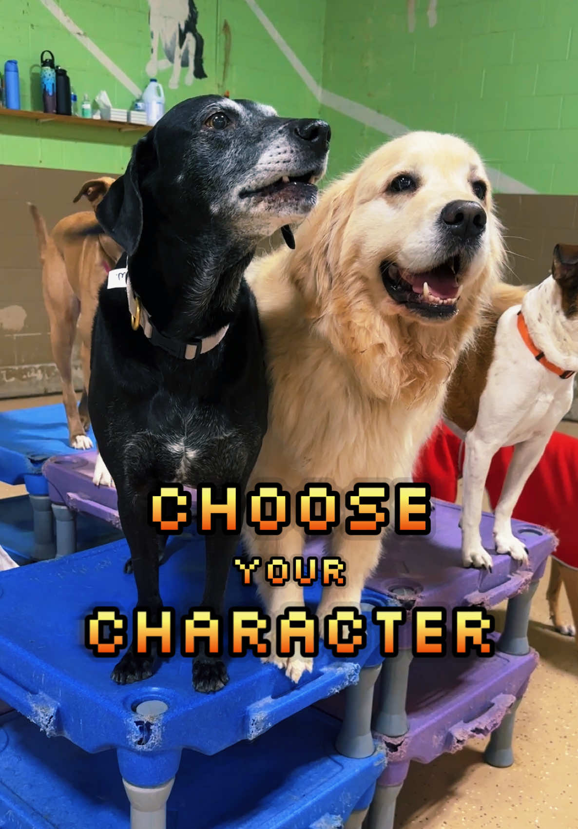 @Canine College