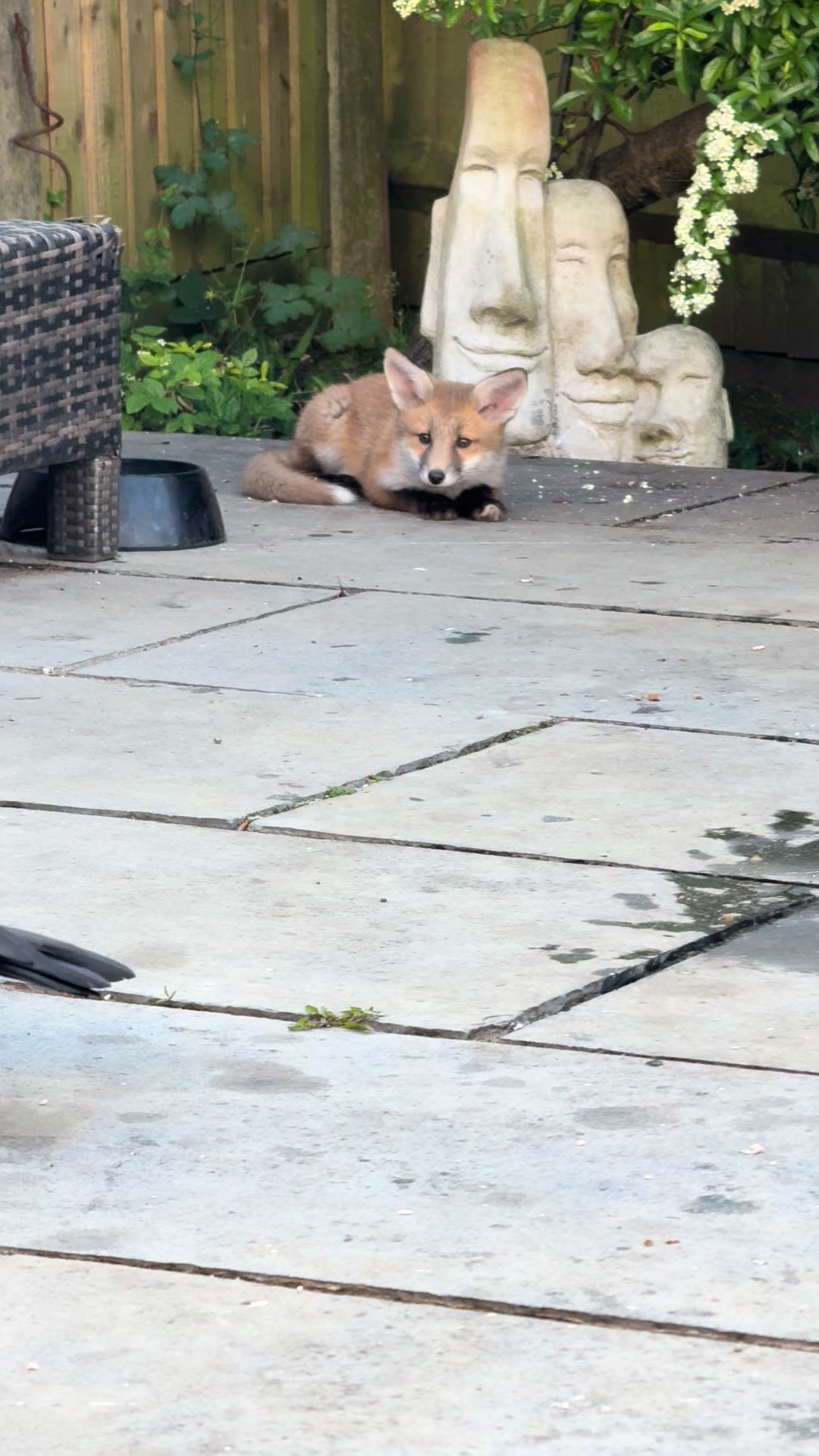 @gp_foxes