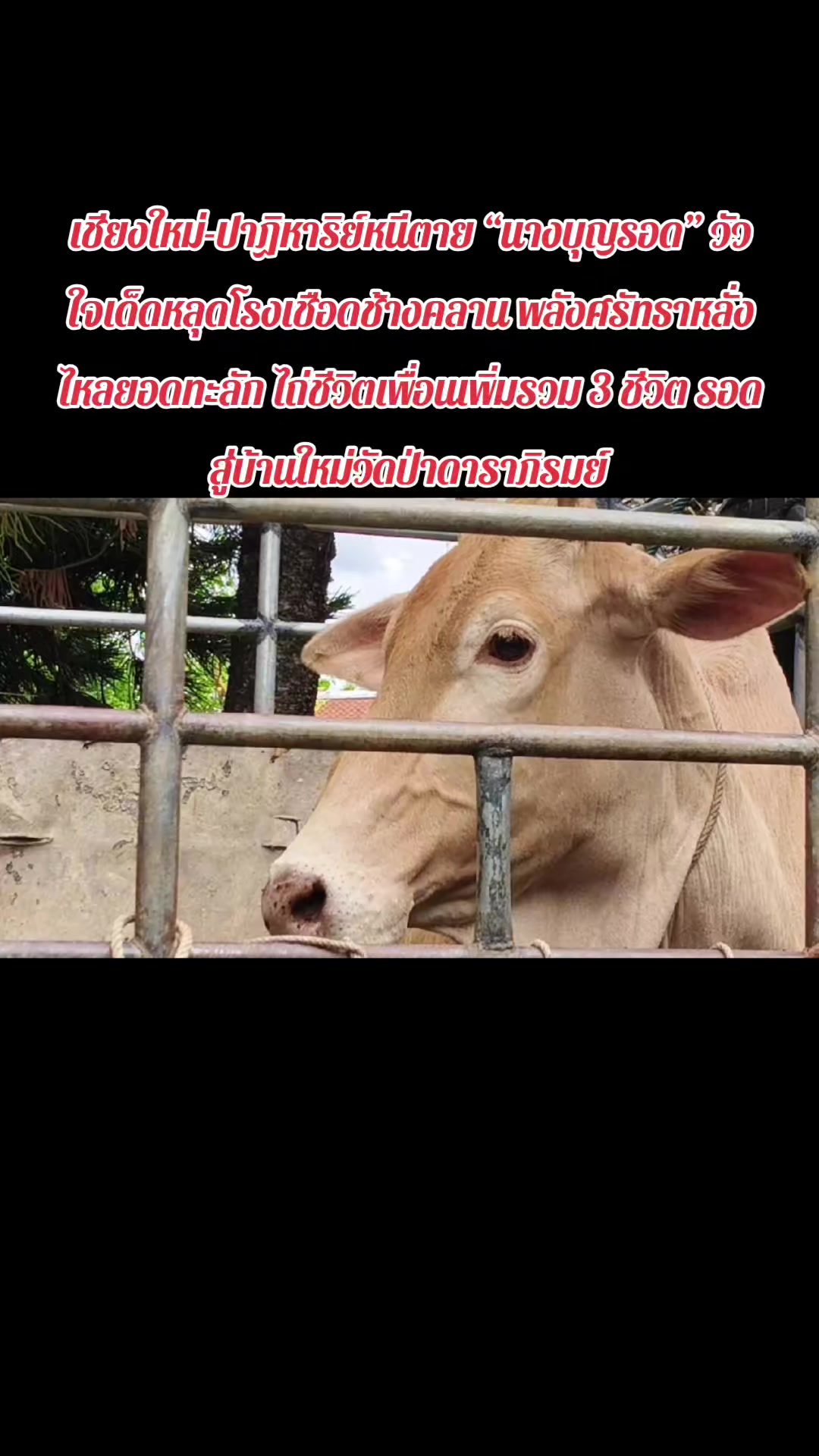 @มะหิสุตัง💜🕷️🕸️