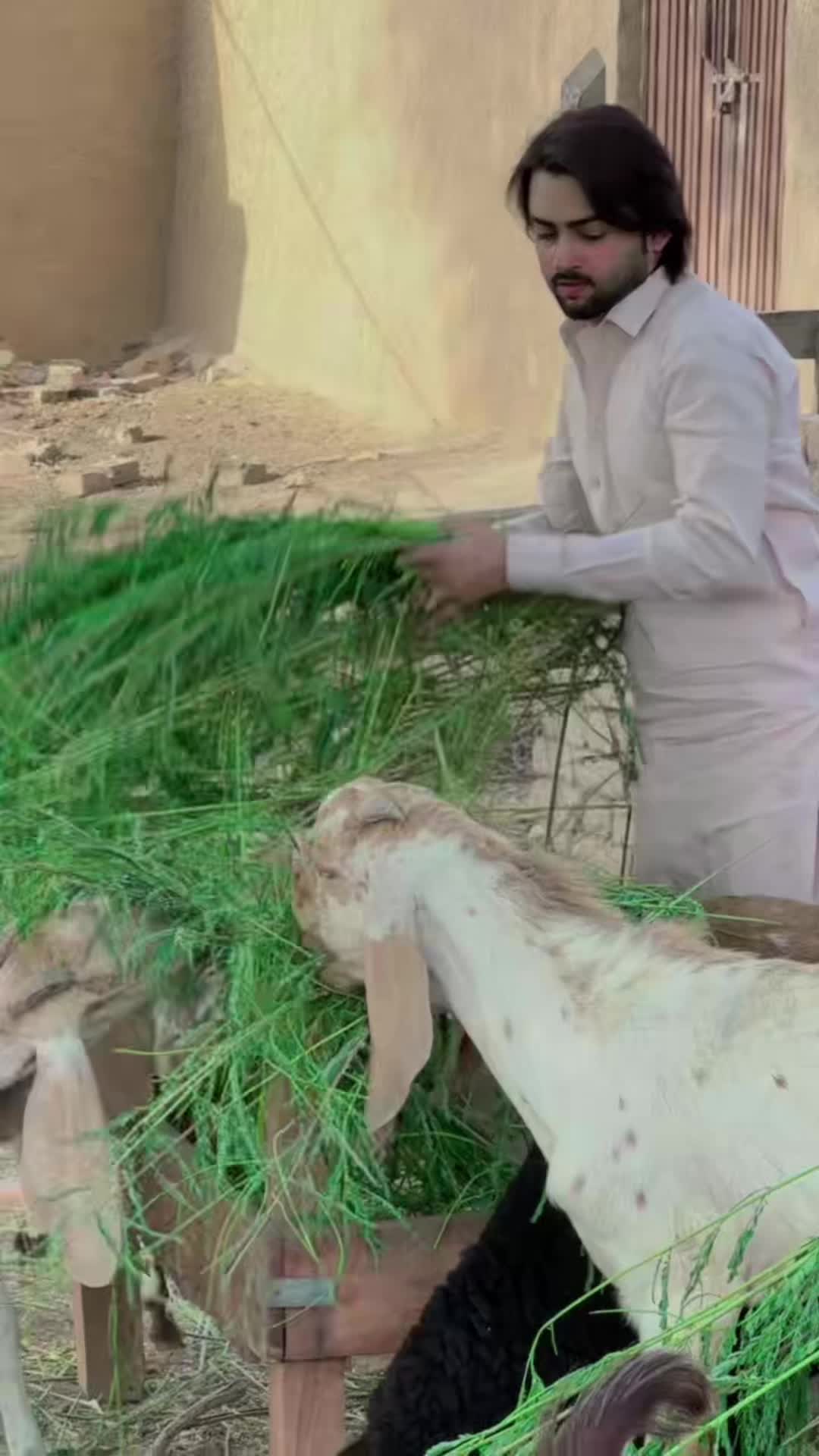 @🌺عشق فورٹ عباس 🌺