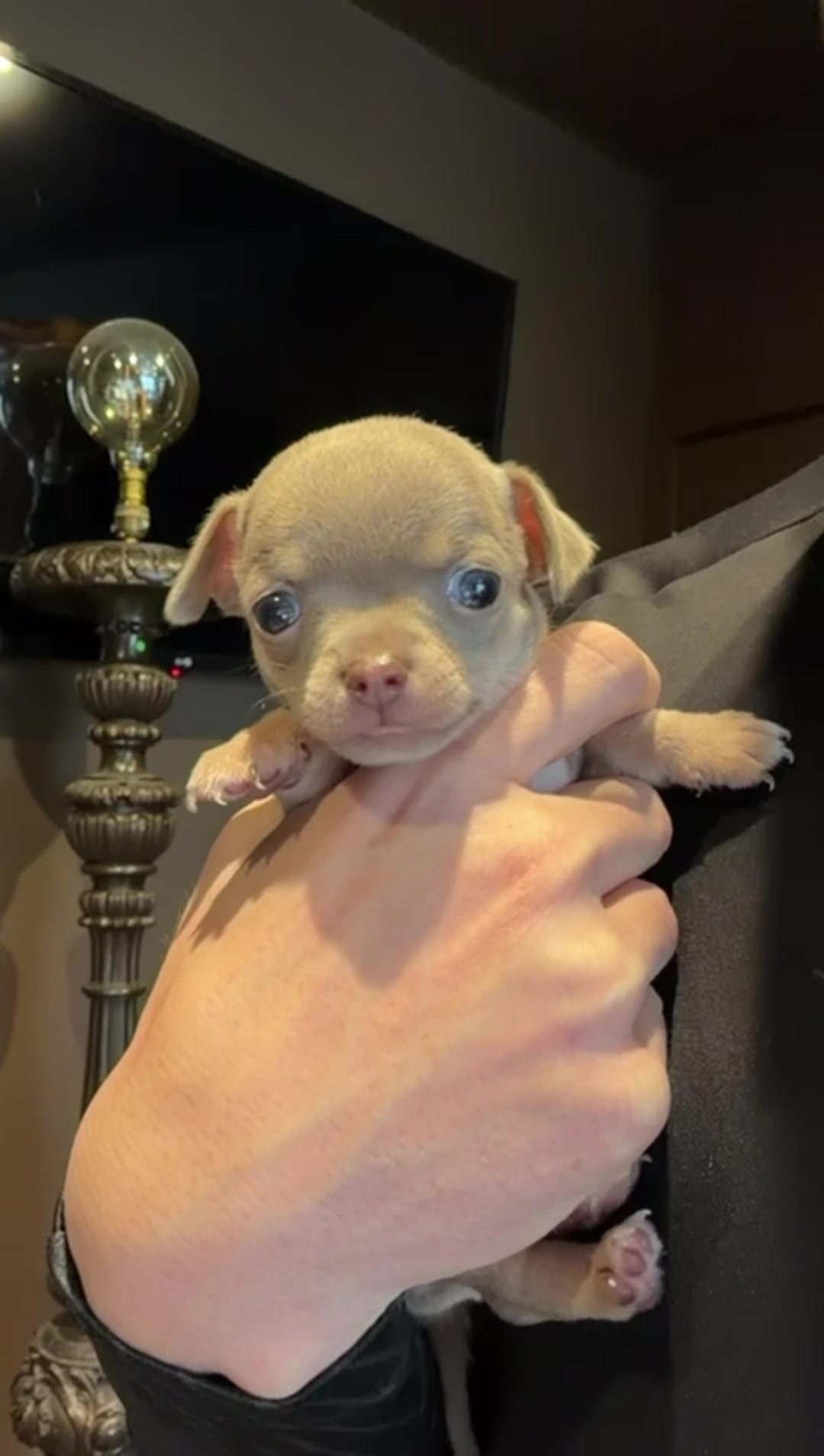 @Suffolk Chihuahuas