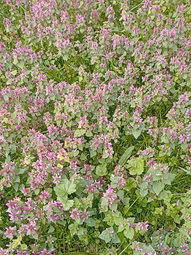 @Призрачка