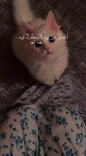 @Chaimae Talbi