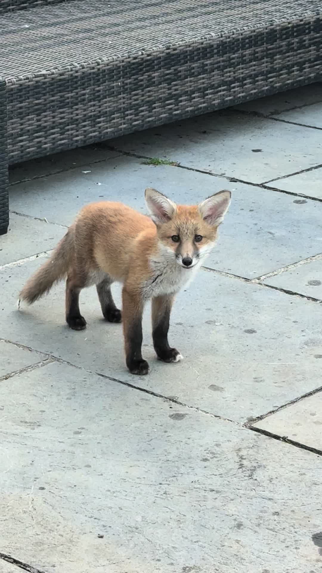 @gp_wildlife