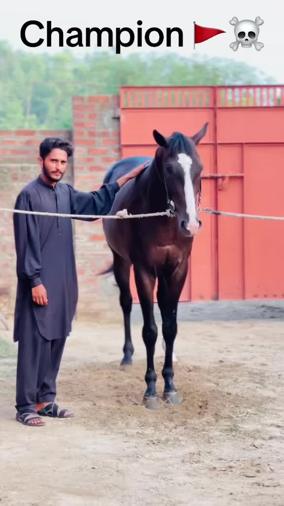 @Ch Hammad bokan ♥️🐎