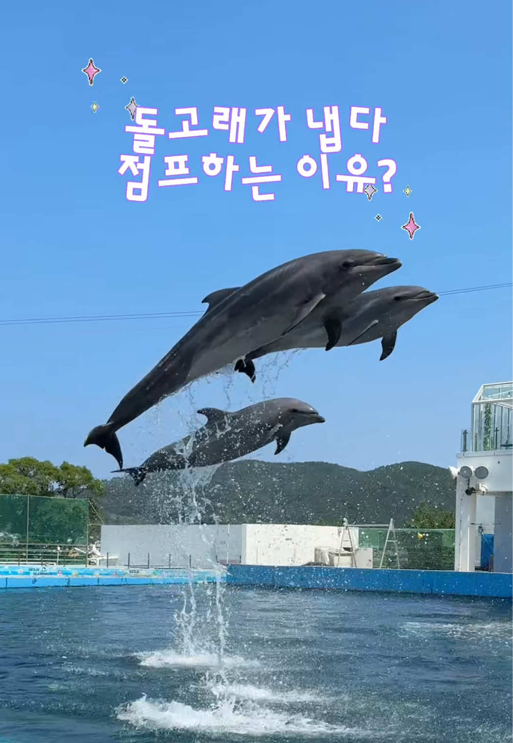 @DolphinTok