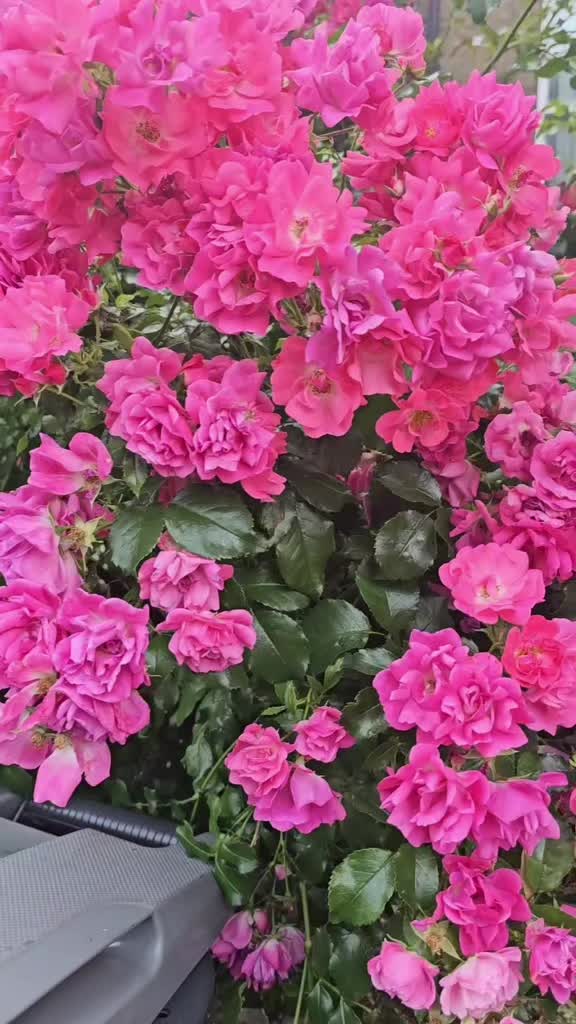 @🥀🌹inaayat🌹🥀