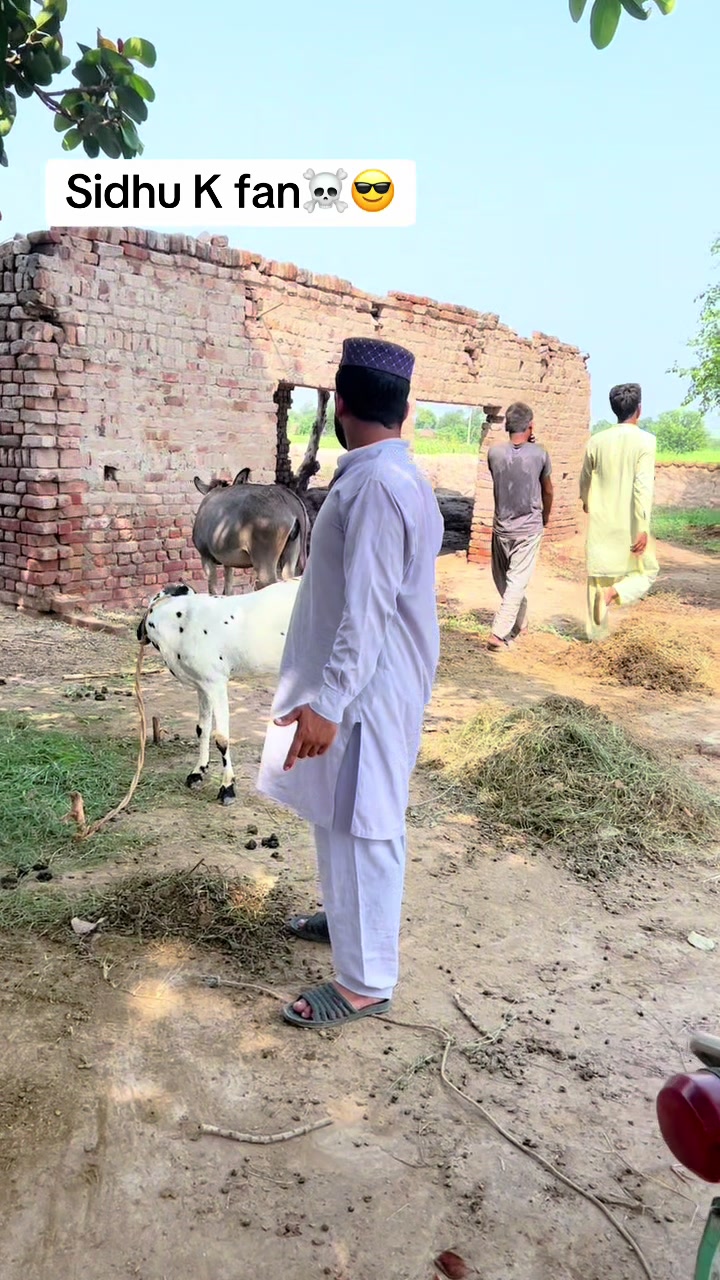 @پینڈو بوائز 378