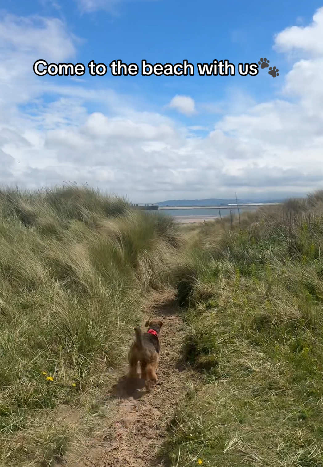 @Thefoxandtheairedale