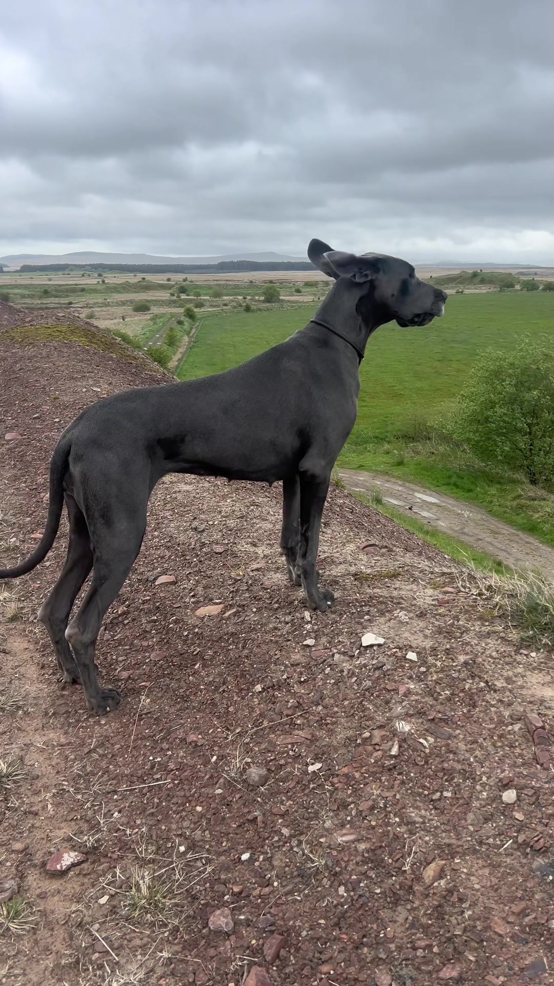 @Chateaudain Great Danes