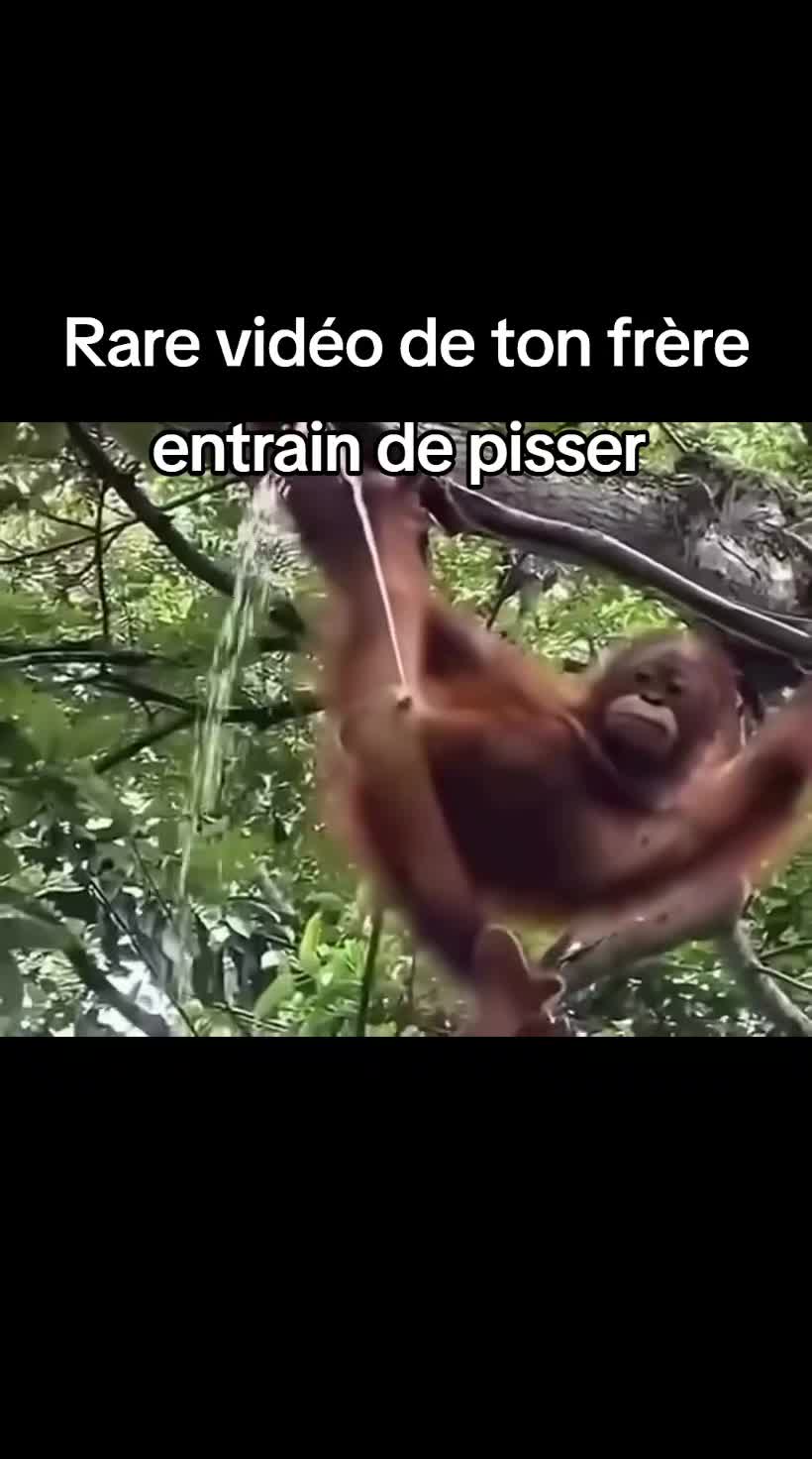 @FouRireAnimal