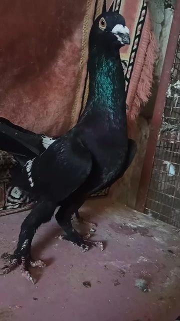 @أمين سلات