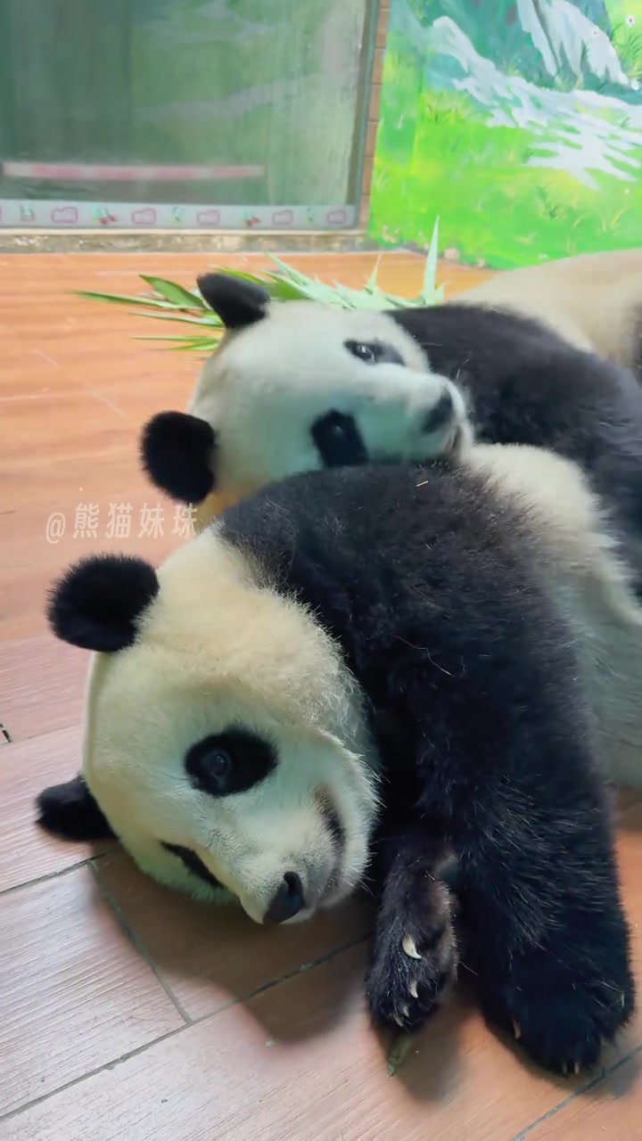 @熊猫妹珠🐼