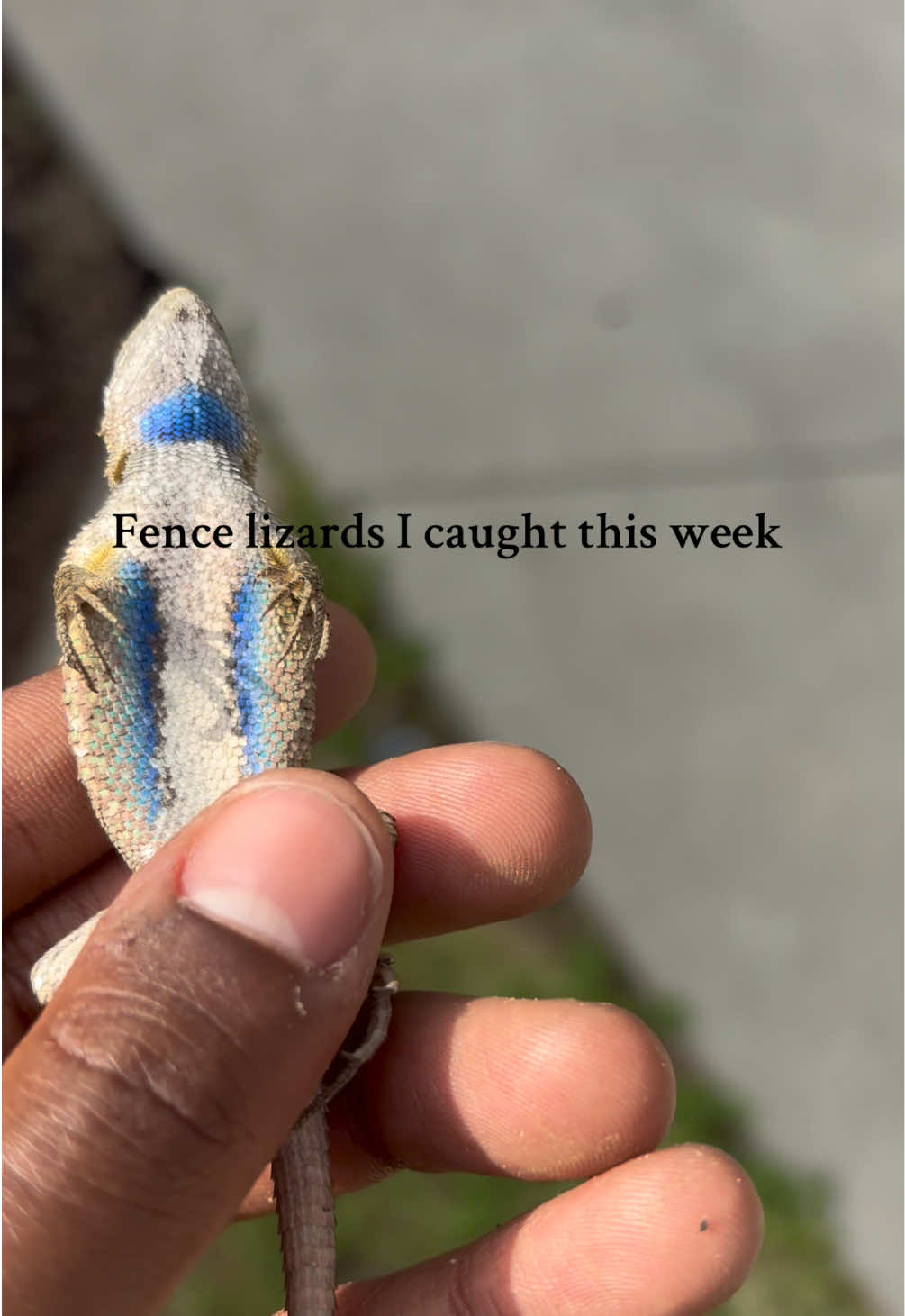 @reptileguyat