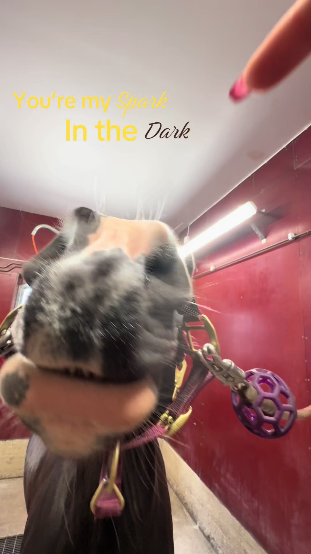 @🇸🇪🦄𝓔𝓵𝓲𝓷 𝓔𝓭𝓺𝓿𝓲𝓼𝓽