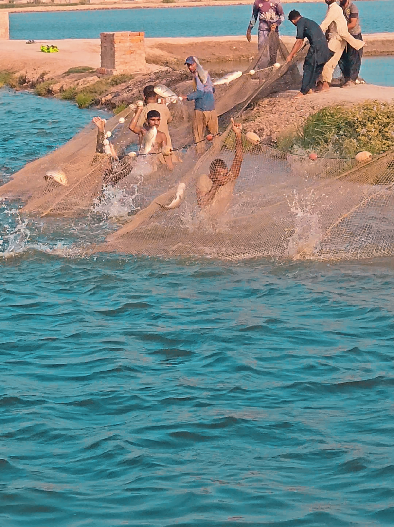@fish catching video