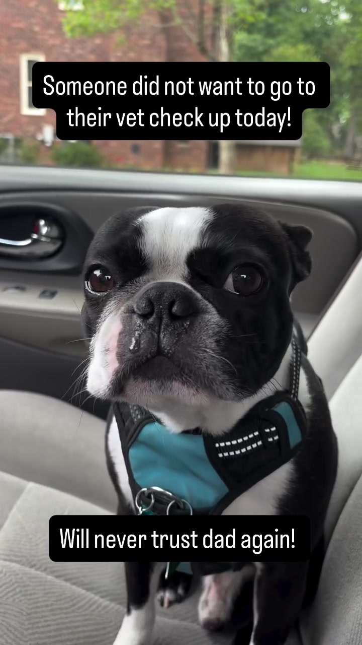 @boston.terrier.shop