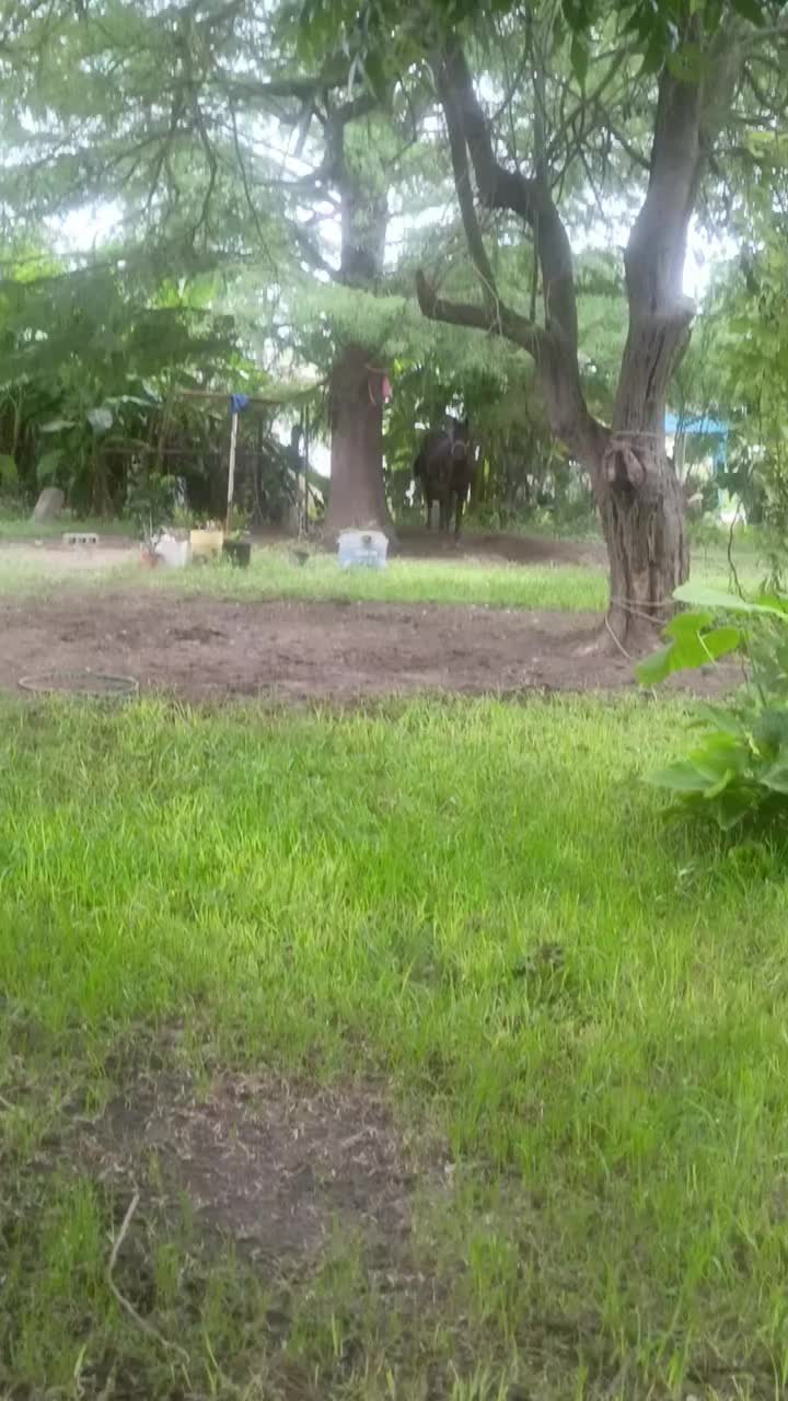 @🇲🇽EL CHAMÁN 🏇 🇲🇽