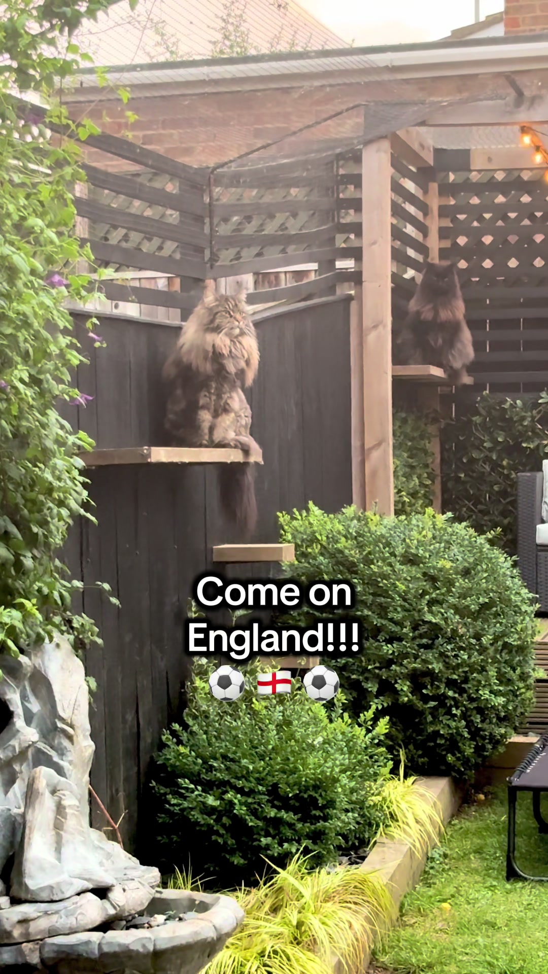 @Gus & Sully Maine Coon Boys
