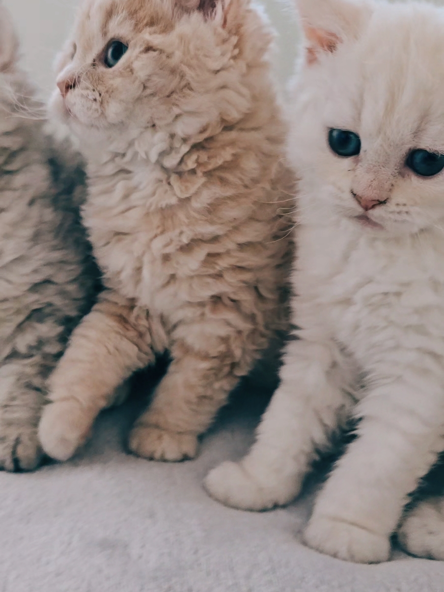 @Blue Sapphire Cats Cattery